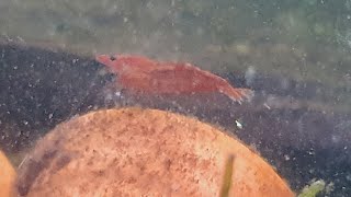 Emptying the shrimp tank of fish..... sort of!