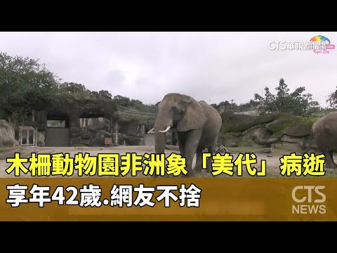 木柵動物園非洲象「美代」病逝享年42歲　網友不捨