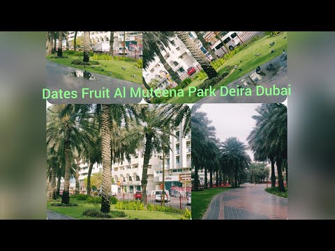 Dates Fruit Park Al Muteena Deira Dubai