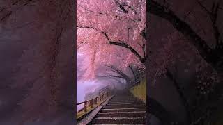 Download lagu Bunga sakura Jepang atau pohon sakura atau sakura #bunga #sakura #jepang #cantik #menawan #celana pendek mp3