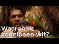 Waarom is vogelpoep wit? | Vragen van kinderen | Het Klokhuis