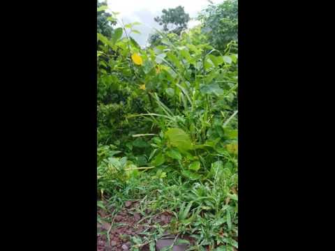 Meditation in Himalayas Inseeya