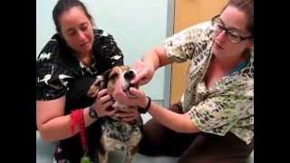 preview picture of video 'How To Brush Your Dog's Teeth - Schwenksville Veterinary Hospital'