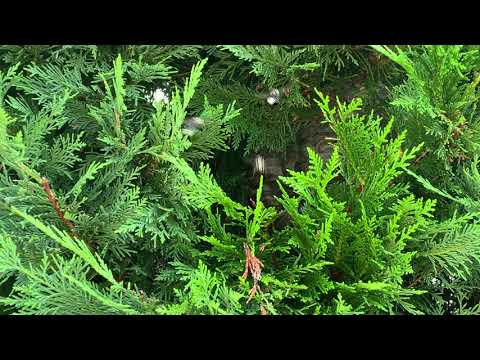 Another Hidden Bald-Faced Hornets Nest Found in Brielle, NJ