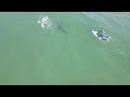 Incredible Drone Video Shows Great White Sharks In Del Mar