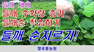 들깨 수확량 늘리기 위한 들깨 순지르기적심 및 참깨와 들깨 수확량 비교