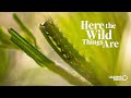 Race to Discover Urban Nature | Here the Wild Things Are (2024)