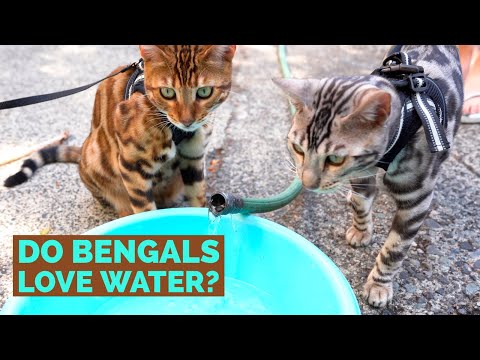 Do Bengal Cats LOVE WATER? - EXPERIMENT | Kopi with Kaya