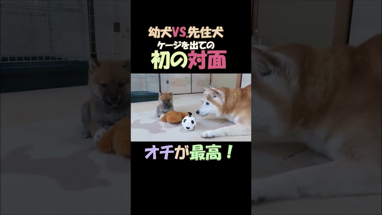 オチが最高！ケージを出ての幼犬と先住犬との初の対面   First meeting between a new puppy and the resident dog