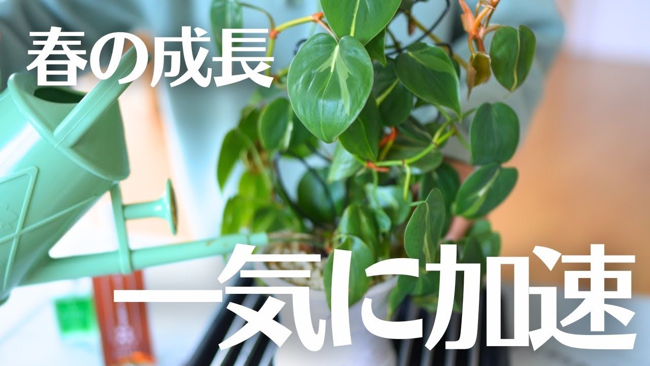 【春の成長が一気に加速する方法】観葉植物の目覚めケア