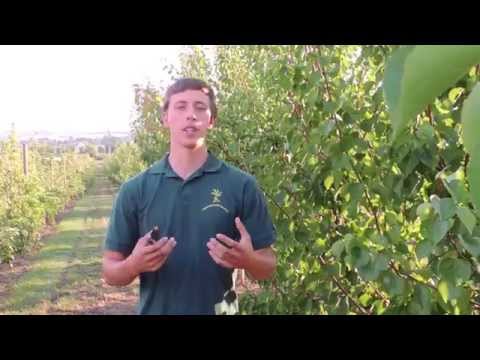 Obstbaumschnitt -  den richtigen Schnittzeitpunkt wählen! | Grundlagen Obstbaumschnitt