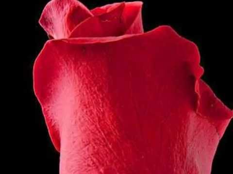 Rose - a love song by Ritchie St.John and Keith Armstrong