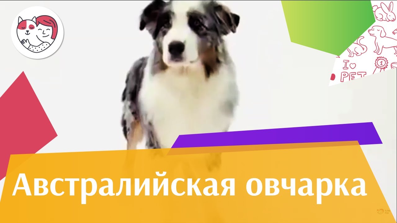 Австралийская овчарка Аусси Внешний вид на iLikePet