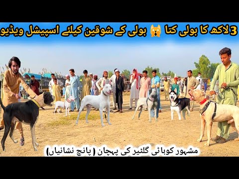 Top Quality Dogs Market Latest Updates | Kohat Dog Mandi | Dogs Breed Information | Pk Animals 