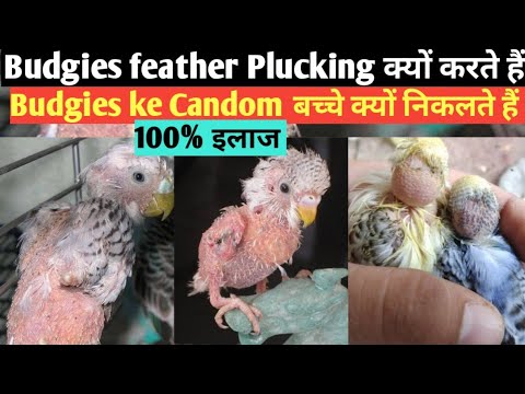 Budgies feather Plucking kyo karte hein| Budgies Candom bacchy kyo nikalte hein|HindilUrdu