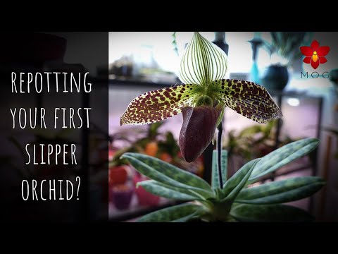 , title : 'Repotting your first Slipper Orchid - The best Phalaenopsis successor! | Orchid Care for Beginners'