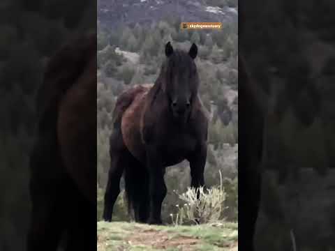 Rescued Wild Horse Reunites With His Girlfriend After 6 Months Being Apart | The Dodo