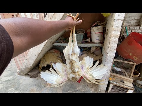 Desi Murga Murgi finally got a kick 😍