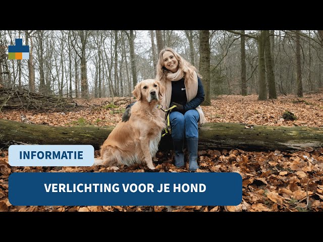Verlichting voor je hond