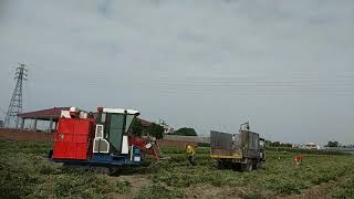 國產花生採收機，性能優越操作簡速