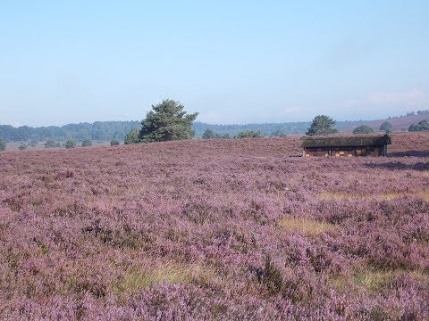 HEIDSCHNUCKENWEG Etappe 5 von Niederhaverbeck nach Bispingen