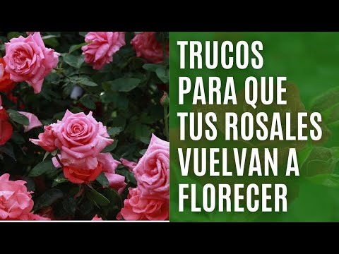 Trucos para que los rosales vuelvan a florecer