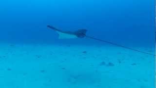 preview picture of video 'Eagle ray swimming at Honokohau Harbor. Kona, Hawaii'