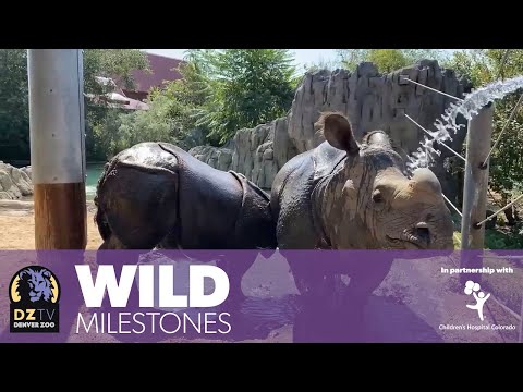 Wild Milestones: Baby Joona Weighs Over 2000 Pounds!