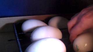 Goose Egg Candling Day 25 and increasing humidity. Lockdown. UPDATE IN INFO