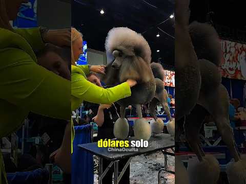 ¡Los perros más caros que un carro! 🐶💰😱#Animales #Curiosidades #Lujo