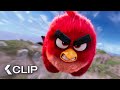 El Plan De Red Para Detener Al Cerdo ANGRY BIRDS La Película Clip 2016