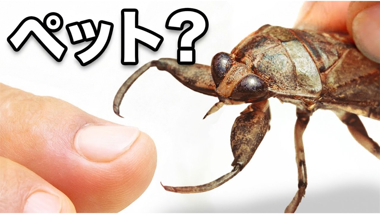 ペットにトービーターを飼った（超痛い）