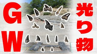 【GW】光り物（サメの歯）ザクザク【化石発掘】Shark teeth fossil hunting