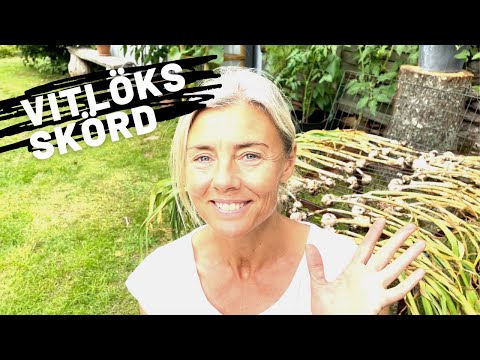 Vitlöksskörd