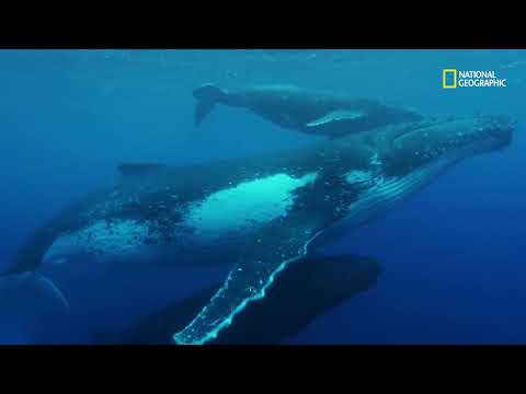 Costa das baleias | Brasil Selvagem