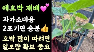 마디호박(애호박)???? 2포기만 심으면 자가소비용 충분????  호박 많이 따려면 일조량 확보 중요 ???…