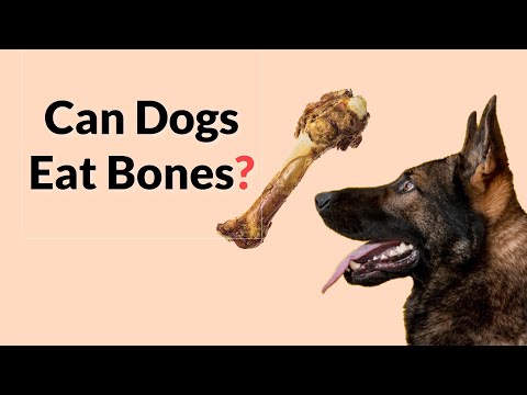 YouTube video about: Why won t my dog eat his bone?