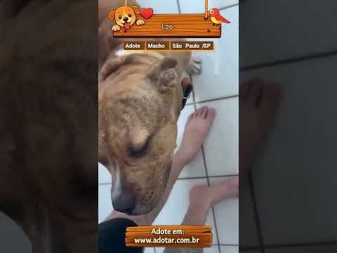 Vídeo de Leo
