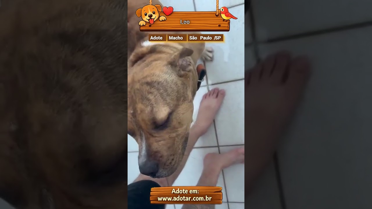Cachorro raça SRD-ViraLata idade 7 a 11 meses nome Leo