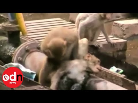 Hero Monkey Saves Friend's Life