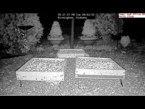 LIVE Bird and Ground Cam Alabama  happy hoppy