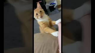 funny cat #cat #funny #catvideos #catshorts #fypシ #fyp #india #cats #youtubeshorts #ytshorts #cute