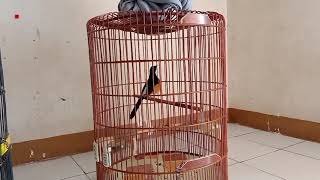 Download lagu SOLUTION MURAI BATU BORNEO LACK OF EMOTIONS OR LACK OF FACTORS / NGA NARUNG mp3