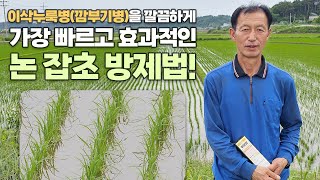 시간+비용 아끼고 잡초 제거 효과는 뛰어난 논잡초 방제법! 깜부기병 이삭누룩병까지