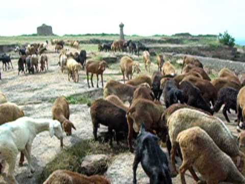 Sheep at Gajendragad Fort