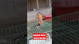 Download lagu This is the form of the Hoopoe bird in the story of the Prophet Solomon! #shorts #birdcaugaruda #... mp3 Download lagu This is the form of the Hoopoe bird in the story of the Prophet Solomon! #shorts #birdcaugaruda #... mp3