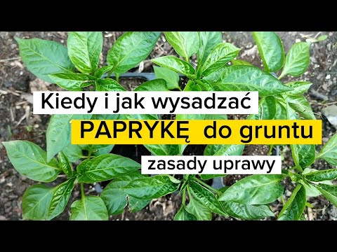 , title : 'Kiedy i jak wysadzać paprykę do gruntu. Zasady uprawy papryki. Dobre sąsiedztwo. Naturalne opryski.'