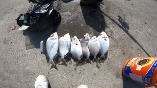 NYC-Porgy Fishing Long Island city pier 10/19/2025