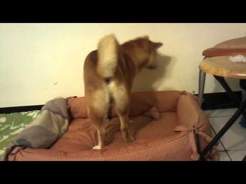 轉轉轉(原發表者:毛豆姐)(影片)