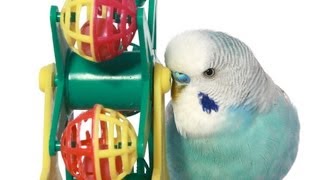 What Are the Best Bird Toys? | Pet Bird